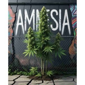 Amnesia Feminised Cannabis Seeds