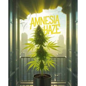 Amnesia Haze Feminised Cannabis Seeds