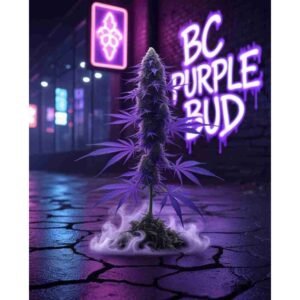 BC PURPLE BUD Feminised Cannabis Seeds