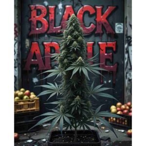 Black Apple Feminised Cannabis Seeds