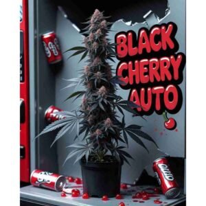 Black Cherry Auto Cannabis Seeds