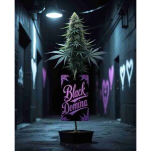 Black Domina Feminised Cannabis Seeds