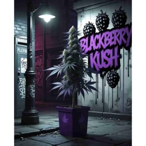 Blackberry Kush Feminised Cannabis Seeds