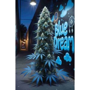 Blue Dream Feminised Cannabis Seeds