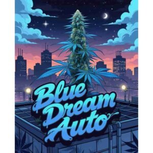 Blue Dream Auto Cannabis Seeds