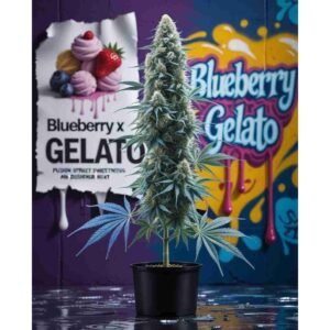 Blueberry x Gelato Feminised Cannabis Seeds