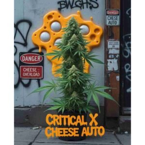 Critical x Cheese Auto Cannabis Seeds