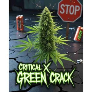 Critical x Green Crack Feminised Cannabis Seeds