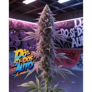 Do-Si-Dos Auto Cannabis Seeds