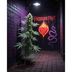 Forbidden Fruit Feminised Cannabis Seeds