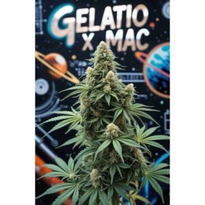 Gelato x MAC Feminised Cannabis Seeds