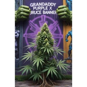 Grandaddy Purple x Bruce Banner Feminised Cannabis Seeds