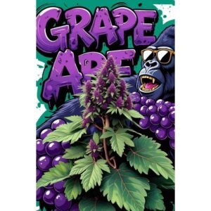 Grape Ape Feminised Cannabis Seeds
