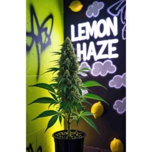 Lemon Haze Feminised Cannabis Seeds