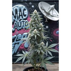 MAC Auto - Miracle Alien Cookies Cannabis Seeds