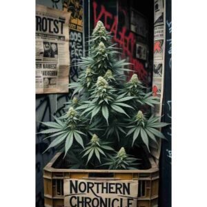 Northern Chronicle Feminised Cannabis Seeds