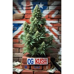 OG Kush Feminised Cannabis Seeds