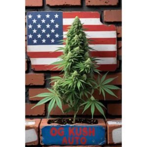 OG Kush Auto Cannabis Seeds