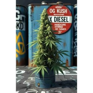 OG Kush X Diesel Feminised Cannabis Seeds