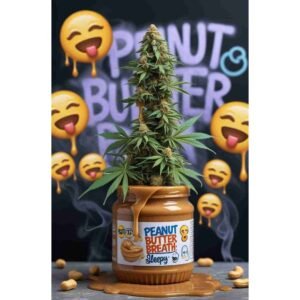 Peanut Butter Breath Feminised Cannabis Seeds