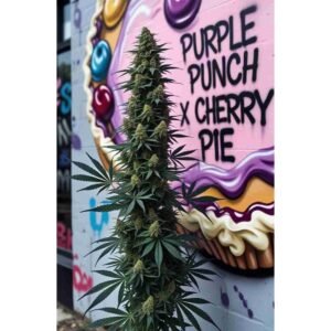 Purple Punch x Cherry Pie Feminised Cannabis Seeds