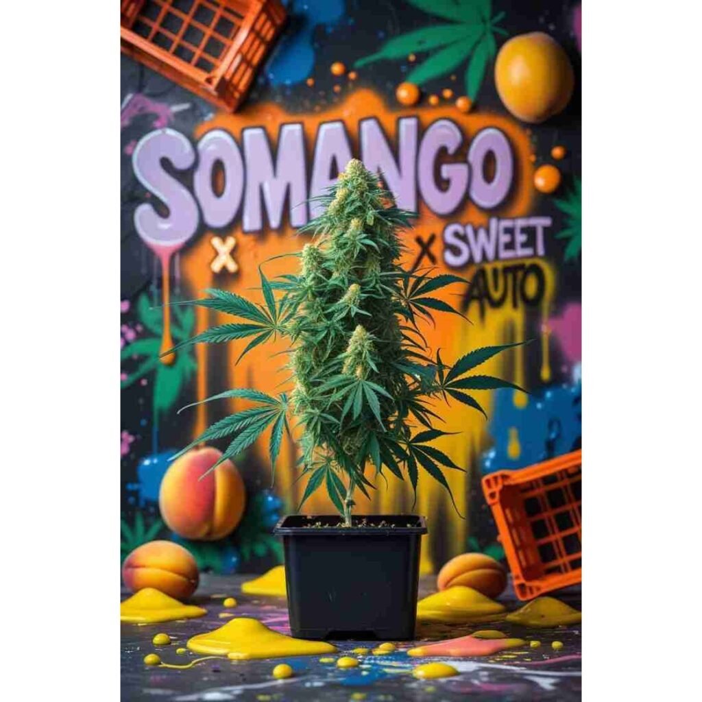 Cannabis seed packaging and storage