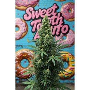 Sweet Tooth Auto Cannabis Seeds