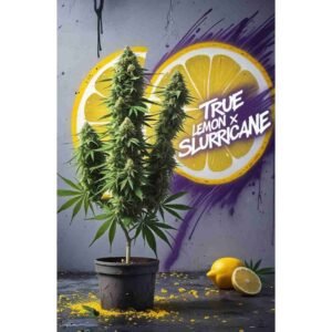 True Lemon x Slurricane Feminised Cannabis Seeds