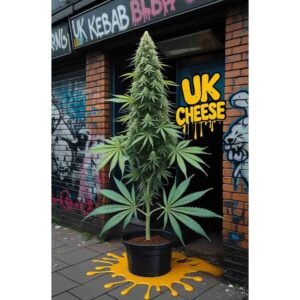 UK Cheese Feminised Cannabis Seeds