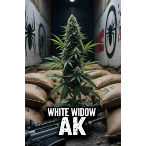 White Widow x AK Feminised Cannabis Seeds