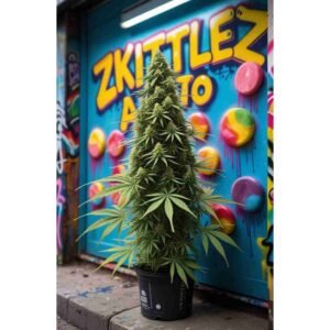 Zkittlez Feminised Cannabis Seeds